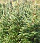 shortage of christmas trees shortage of christmas trees