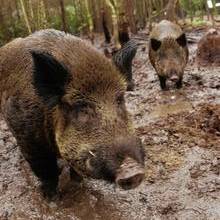 Wild boar destroys Kent garden in overnight rampage!