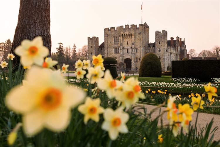 Dazzling Daffodils at Hever Castle