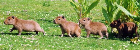 Capybara pups born at zoo