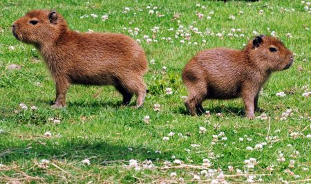 Capybara pups born at zoo