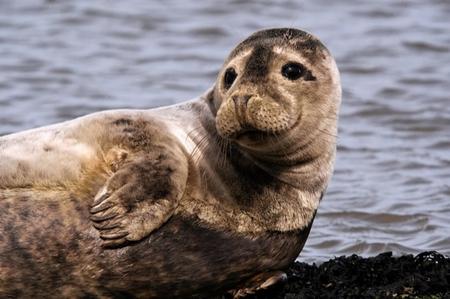 Sighting prompts warning that seals can be dangerous